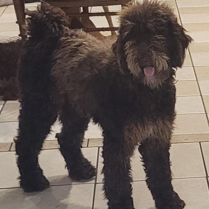 Enlarge Minnie, a ADOPTABLE Labradoodle in Chiefland, FL image 1/3