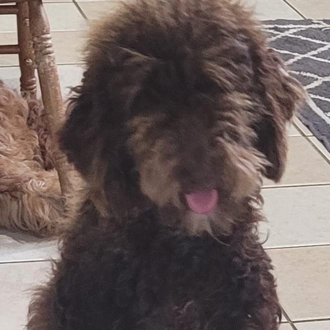 Enlarge Minnie, a ADOPTABLE Labradoodle in Chiefland, FL image 2/3