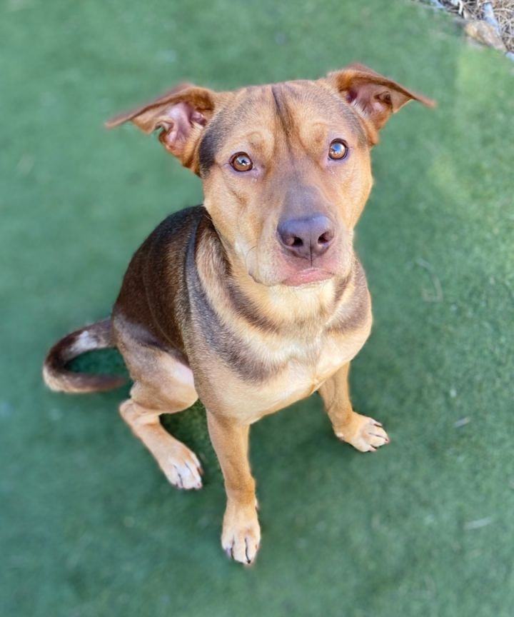 Enlarge Saturn, a Adoptable mixed breed in Cypress, TX image 2/2