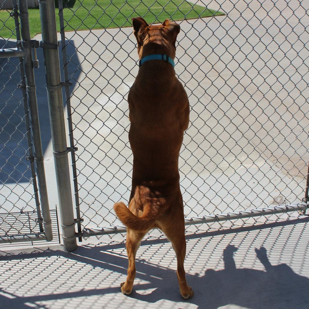 Enlarge Benji, a Adoptable mixed breed in McPherson, KS image 2/6
