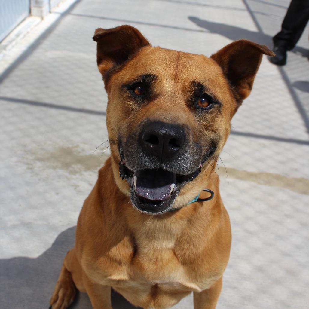 Enlarge Benji, a Adoptable mixed breed in McPherson, KS image 6/6