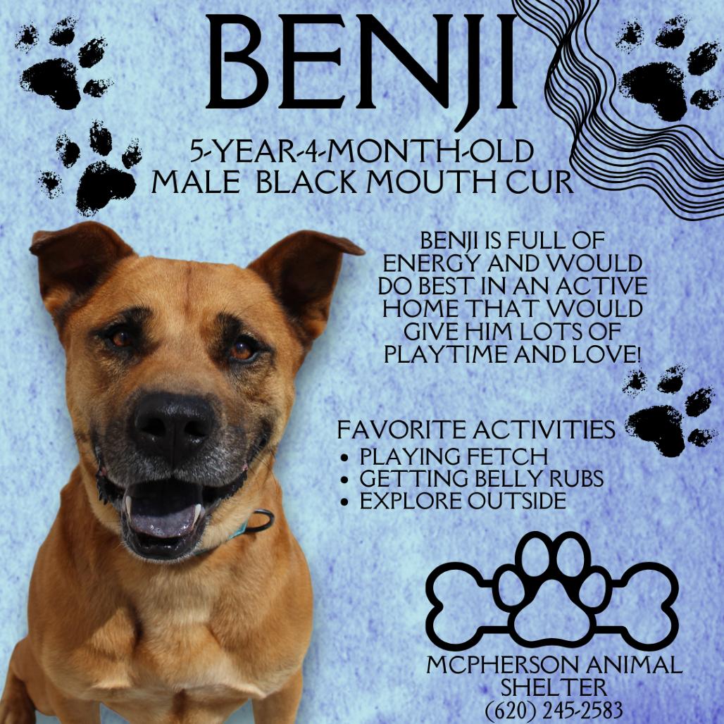 Enlarge Benji, a Adoptable mixed breed in McPherson, KS image 1/6