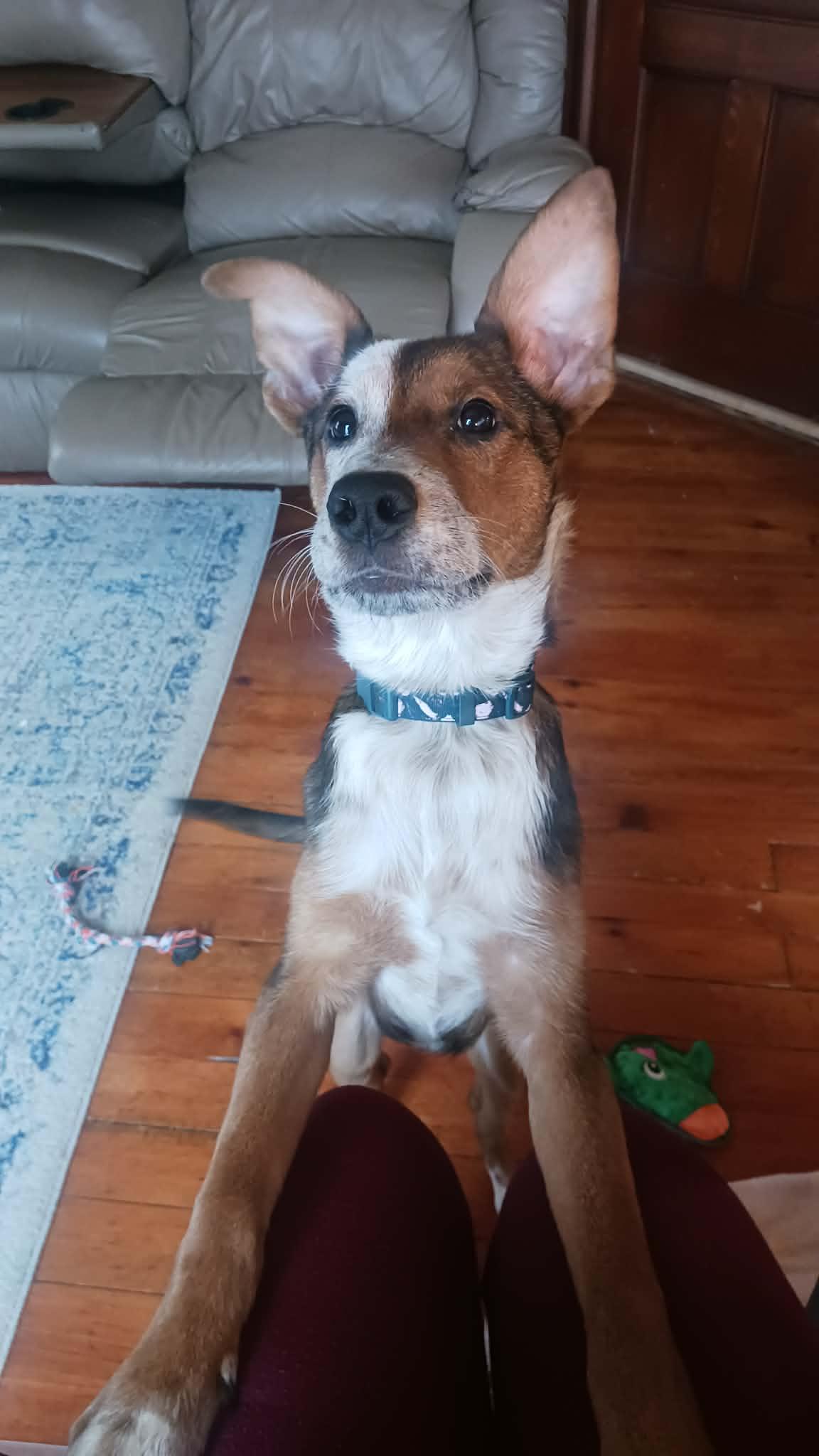 Enlarge Huntress, an adopted Mixed Breed in Rochester , NY image 4/6