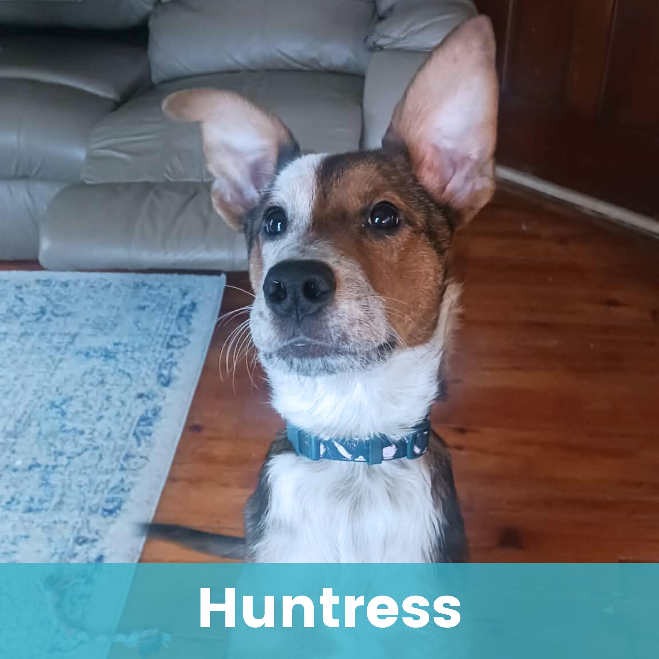 Huntress, adopted, Puppy Female Mixed Breed.