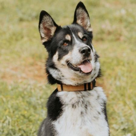 Enlarge Mambo, a Adoptable mixed breed in Golden, CO image 1/6