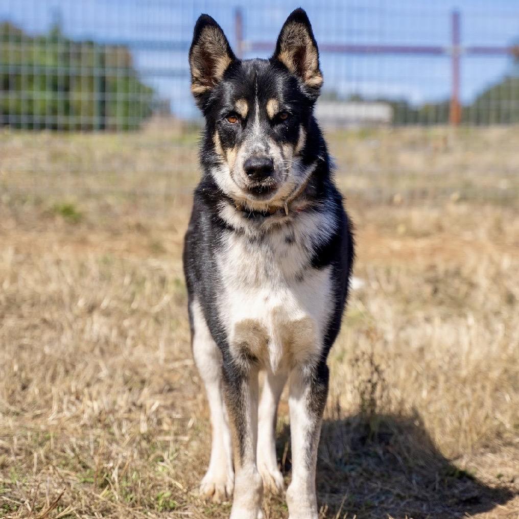 Enlarge Mambo, a Adoptable mixed breed in Golden, CO image 2/6