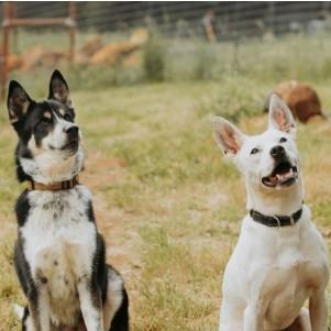 Enlarge Mambo, a Adoptable mixed breed in Golden, CO image 3/6