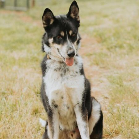 Enlarge Mambo, a Adoptable mixed breed in Golden, CO image 6/6