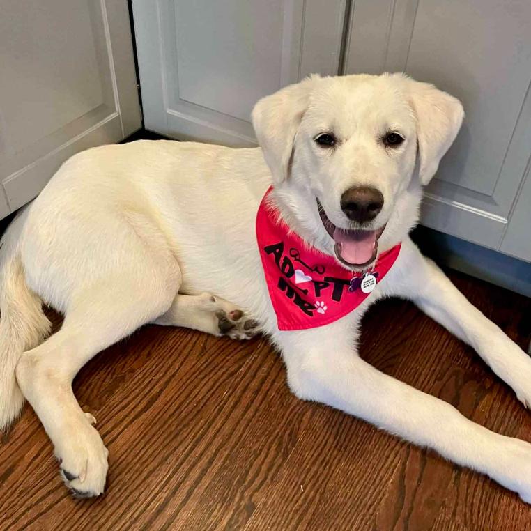 Sequoia, ADOPTABLE, Puppy Female Great Pyrenees & Labrador Retriever.
