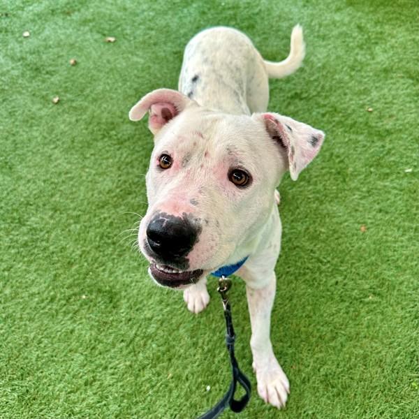 Everest, Adoptable, Adult Male American Bulldog.