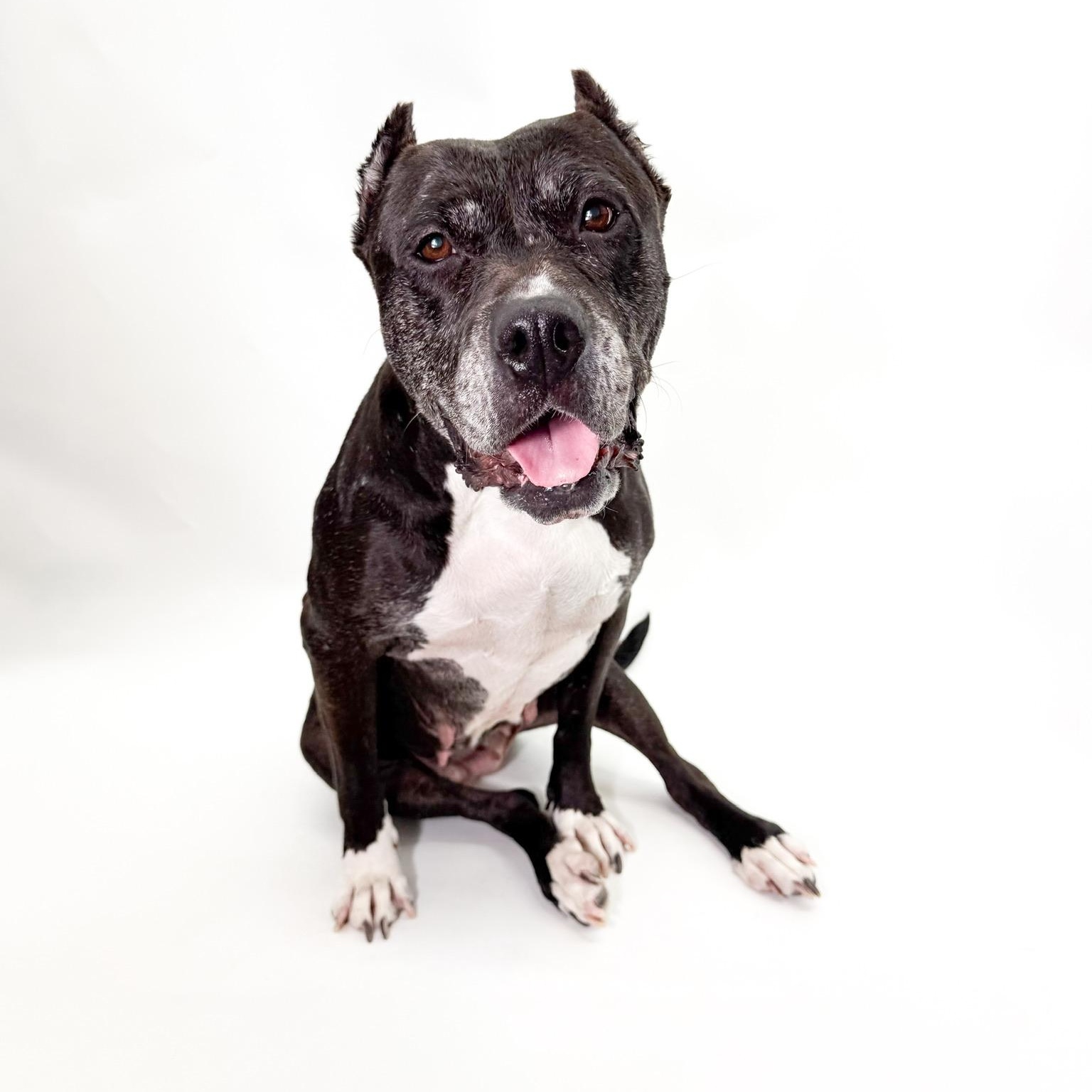 Raven, ADOPTABLE, Adult Female Pit Bull Terrier.