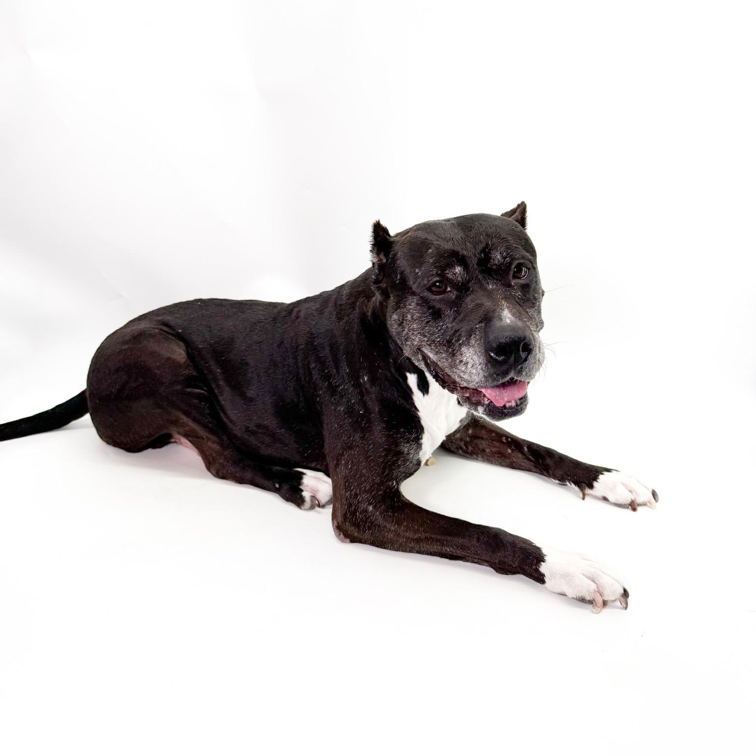 Enlarge Raven, a Adoptable Pit Bull Terrier in Scottsdale, AZ image 4/6