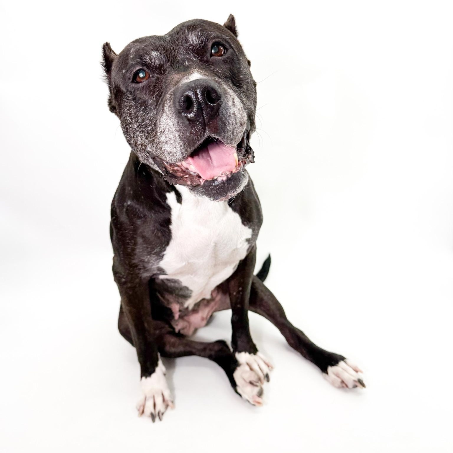 Enlarge Raven, a Adoptable Pit Bull Terrier in Scottsdale, AZ image 3/6