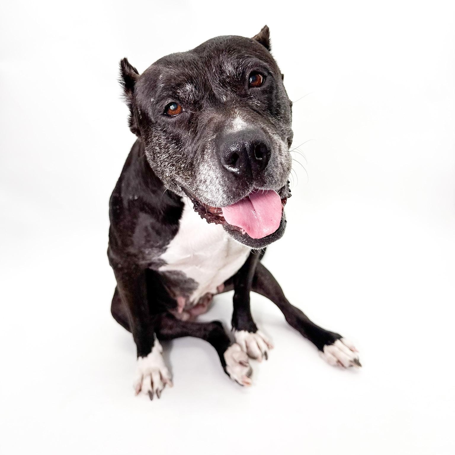 Enlarge Raven, a Adoptable Pit Bull Terrier in Scottsdale, AZ image 2/6