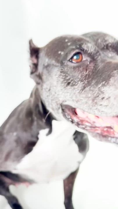 Enlarge Raven, a Adoptable Pit Bull Terrier in Scottsdale, AZ video 6/6