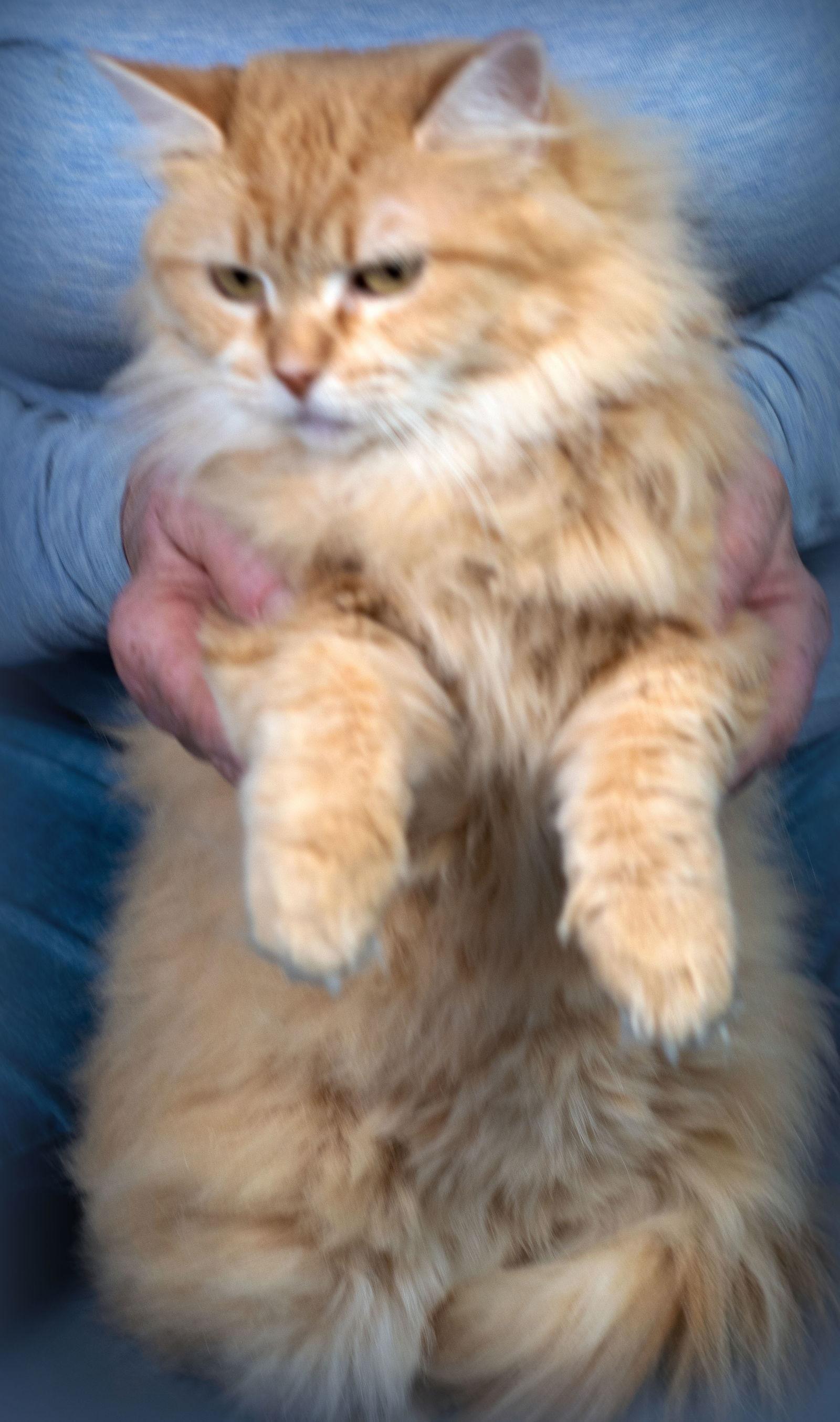 Sweetie Opal, Adoptable, Adult Female Domestic Long Hair & Domestic Medium Hair.