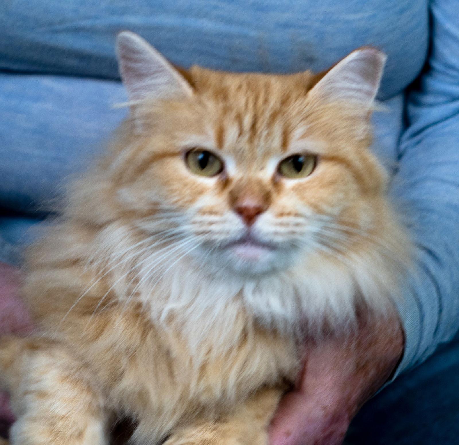 Sweetie Opal, a Adoptable mixed breed in Holly Springs, MS image 2/2