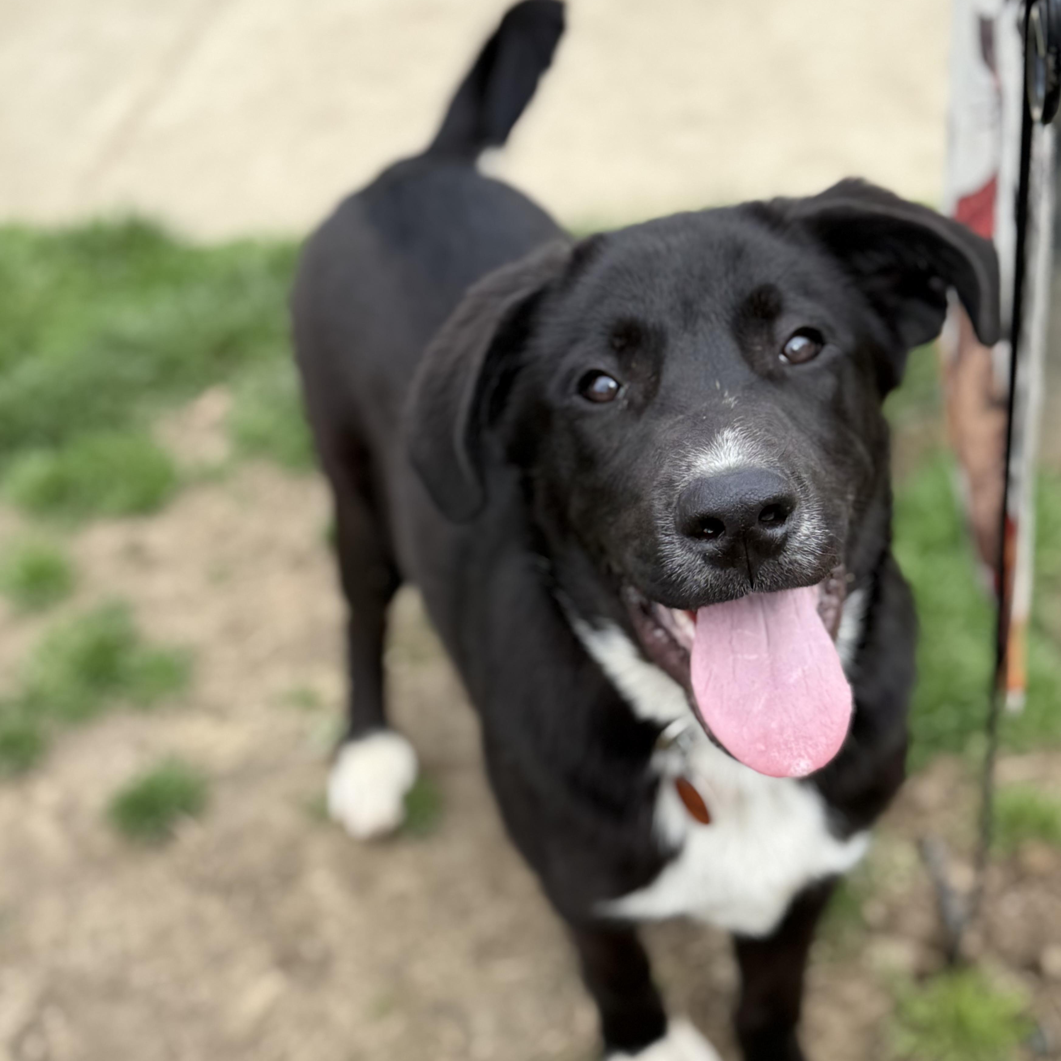 Giovanni, an adopted mixed breed in Glenolden, PA image 1/4