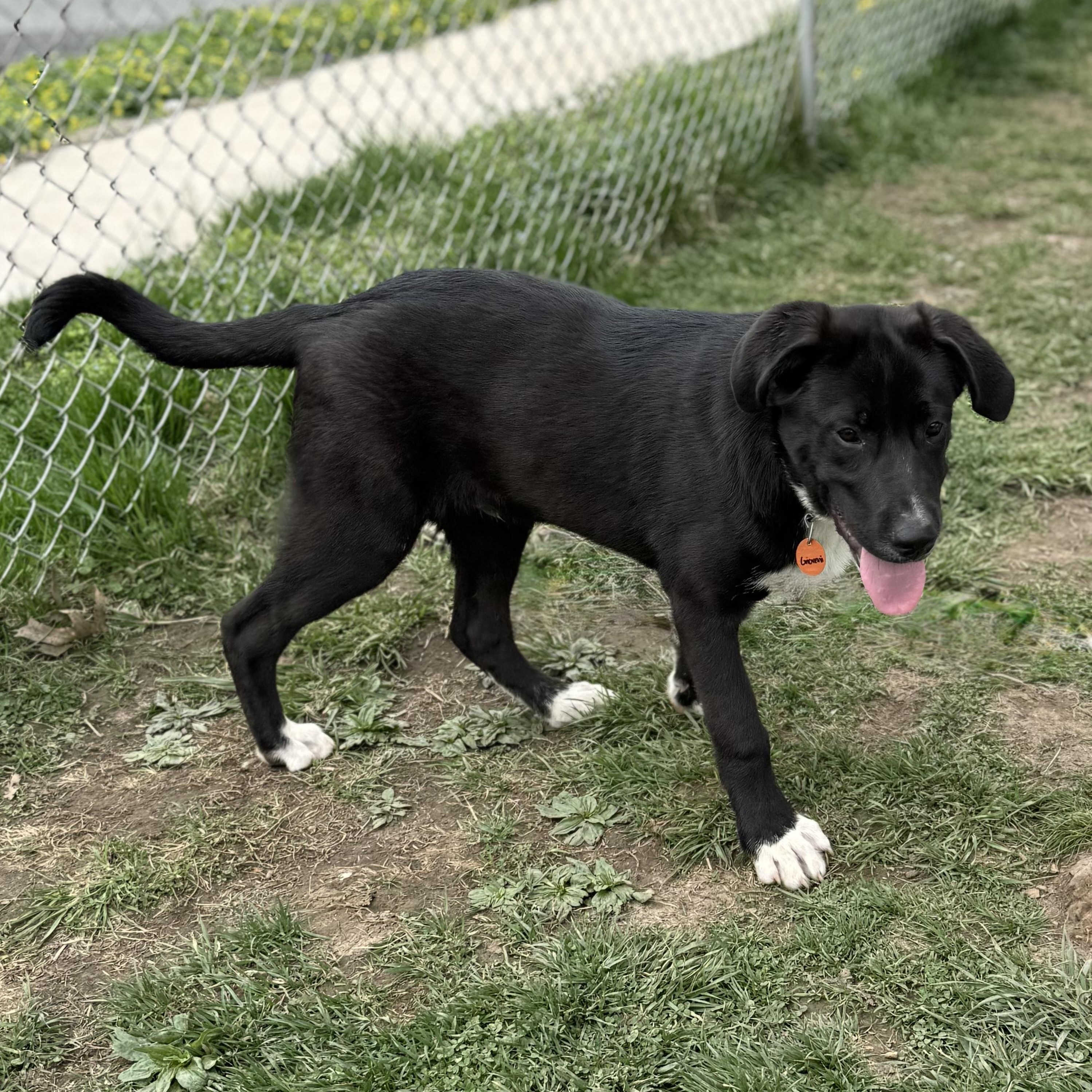 Giovanni, an adopted mixed breed in Glenolden, PA image 3/4