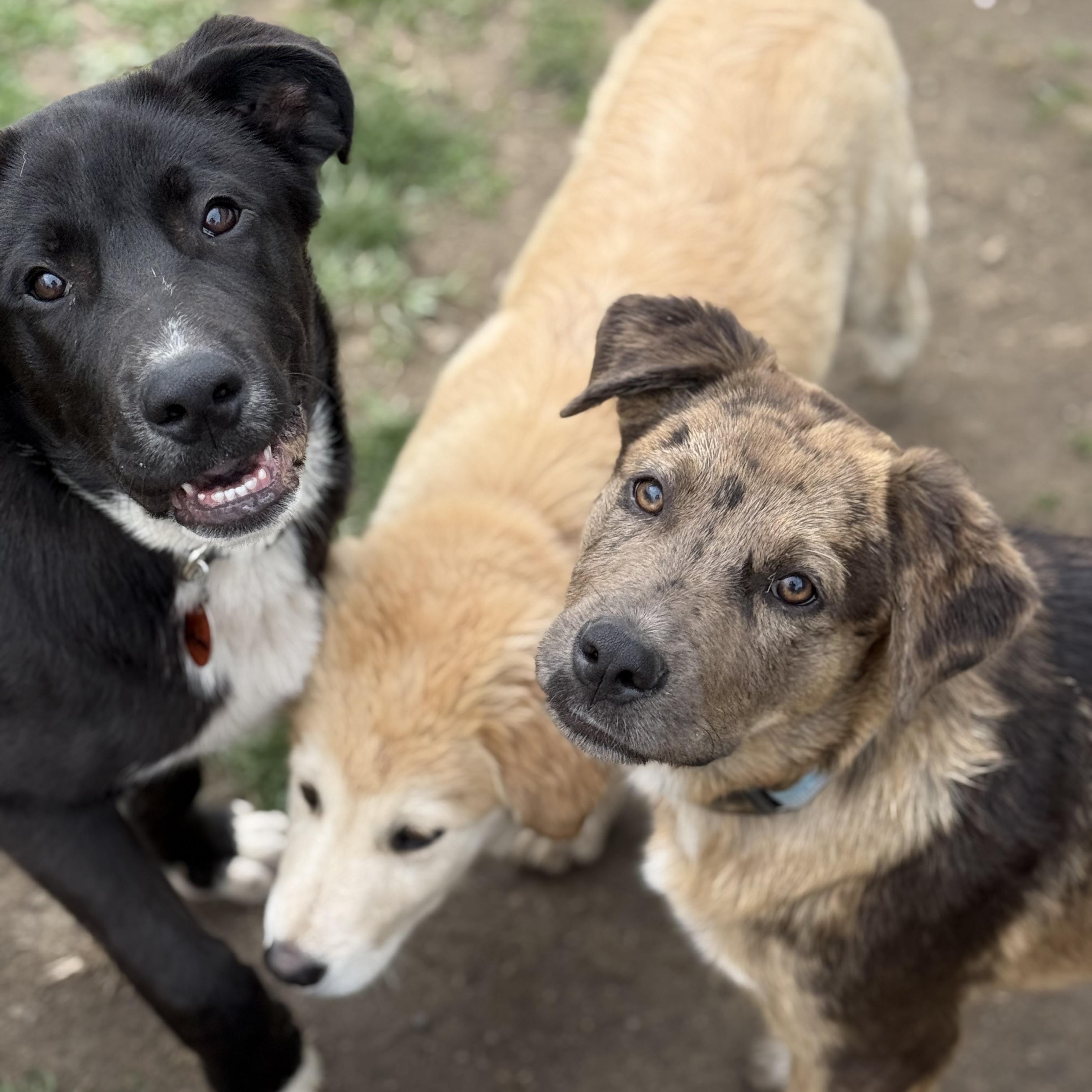 Giovanni, an adopted mixed breed in Glenolden, PA image 2/4