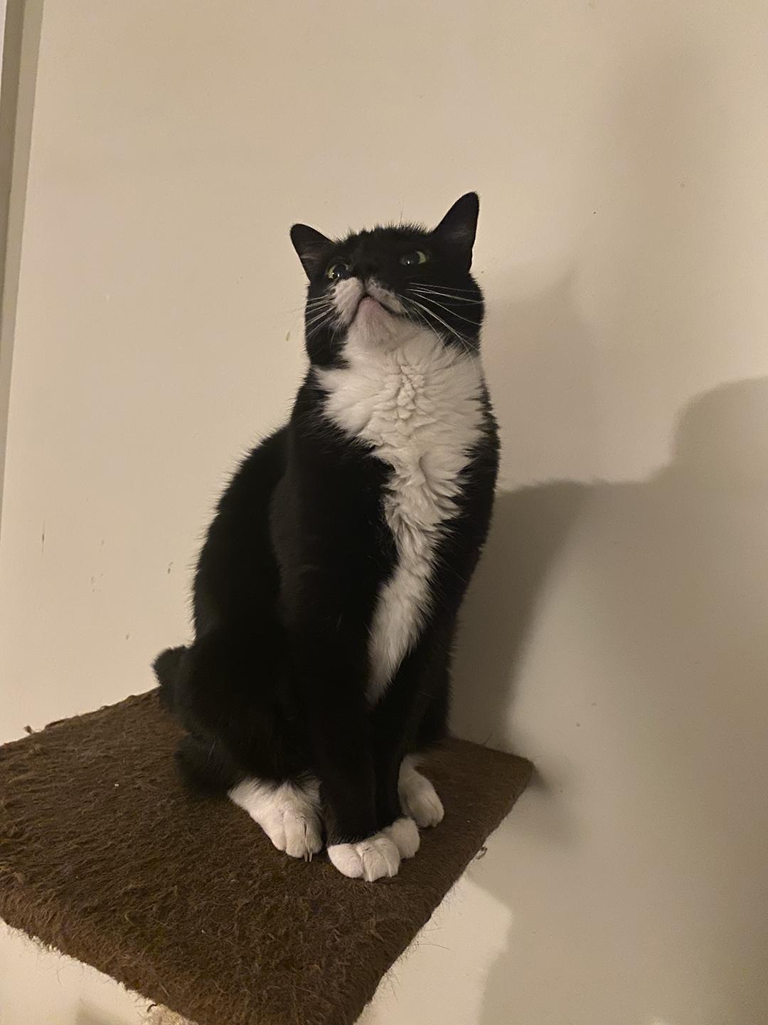 Enlarge Saba, a Adoptable Domestic Short Hair in Philadelphia, PA image 1/6