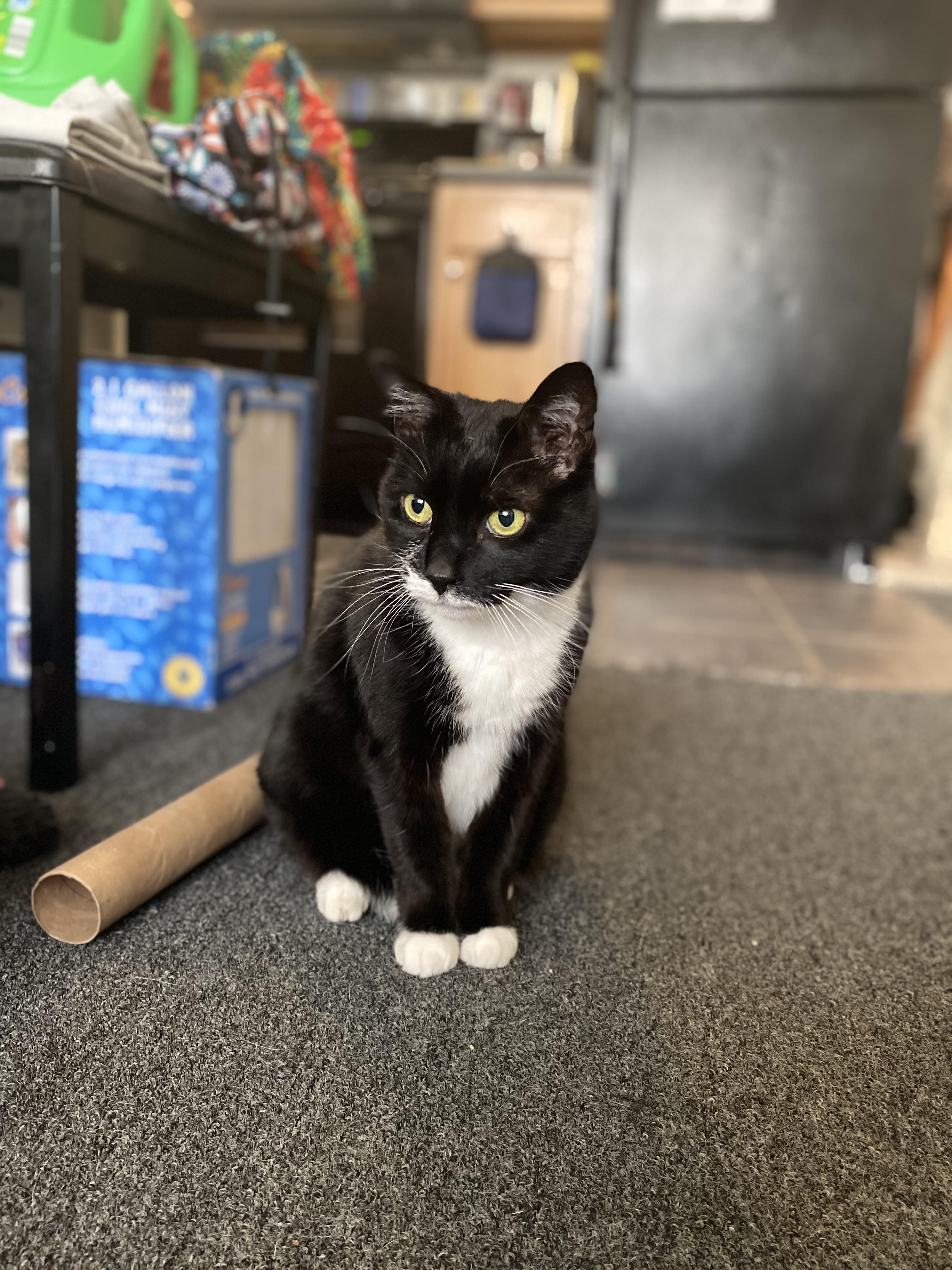 Saba, Adoptable, Adult Female Domestic Short Hair.