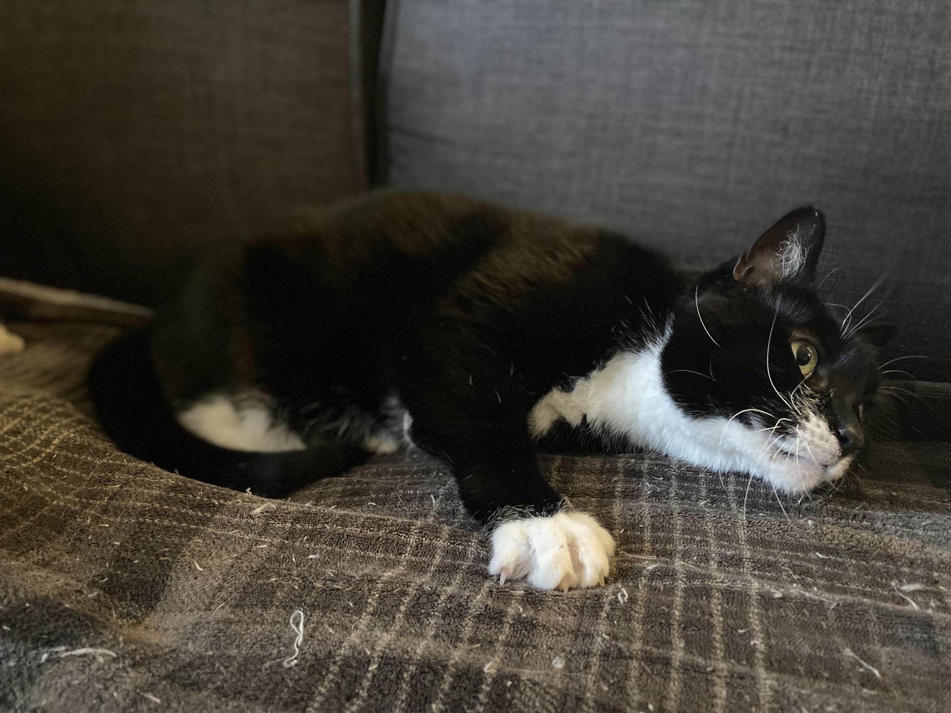 Saba, a Adoptable Domestic Short Hair in Philadelphia, PA image 4/6