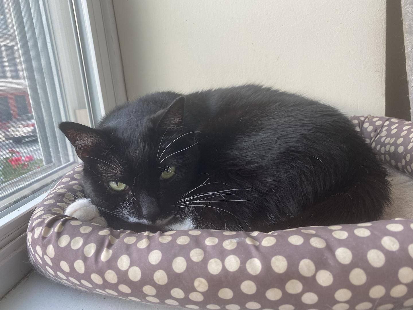Enlarge Saba, a Adoptable Domestic Short Hair in Philadelphia, PA image 2/6