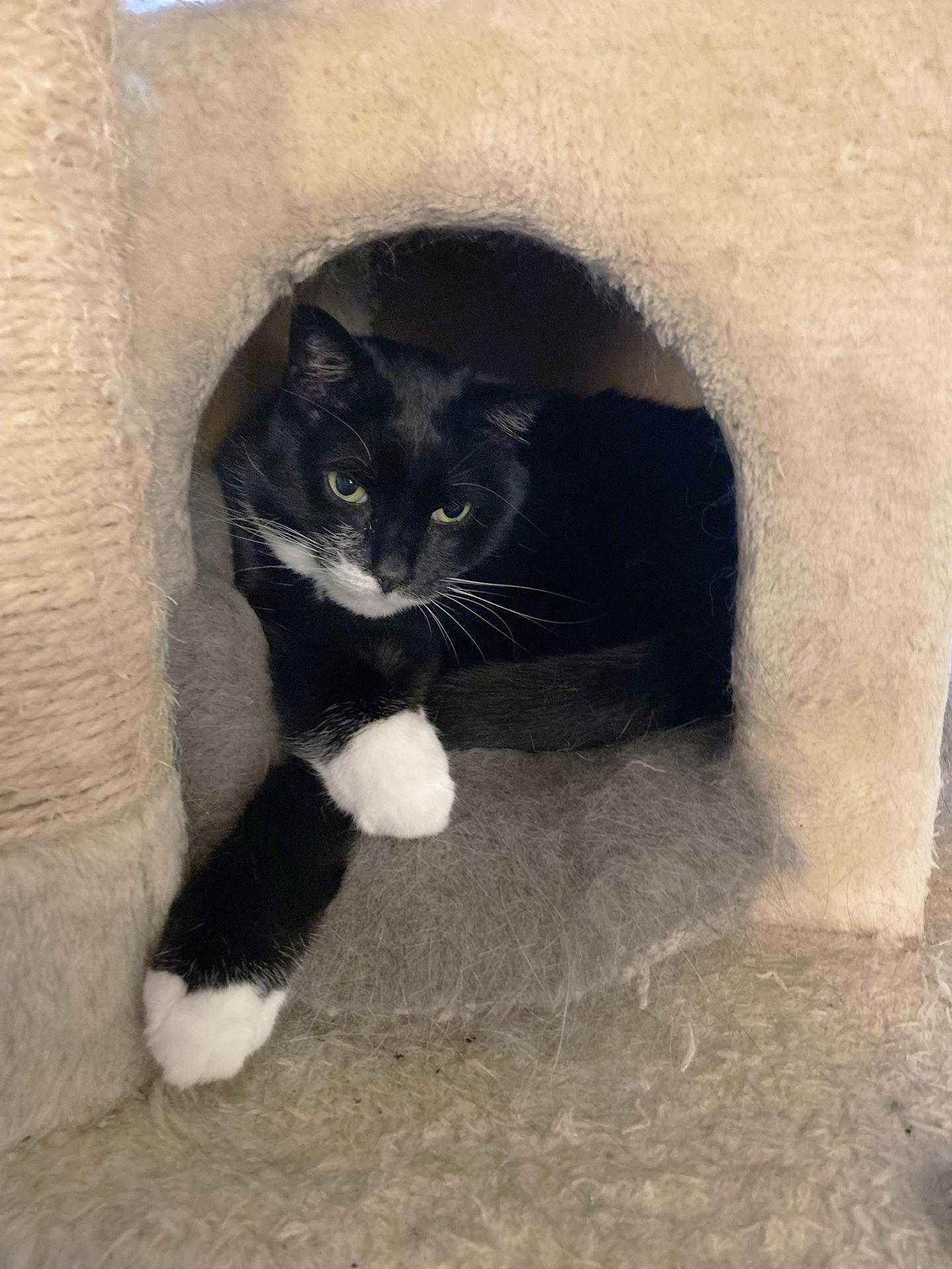 Saba, Adoptable, Adult Female Domestic Short Hair.