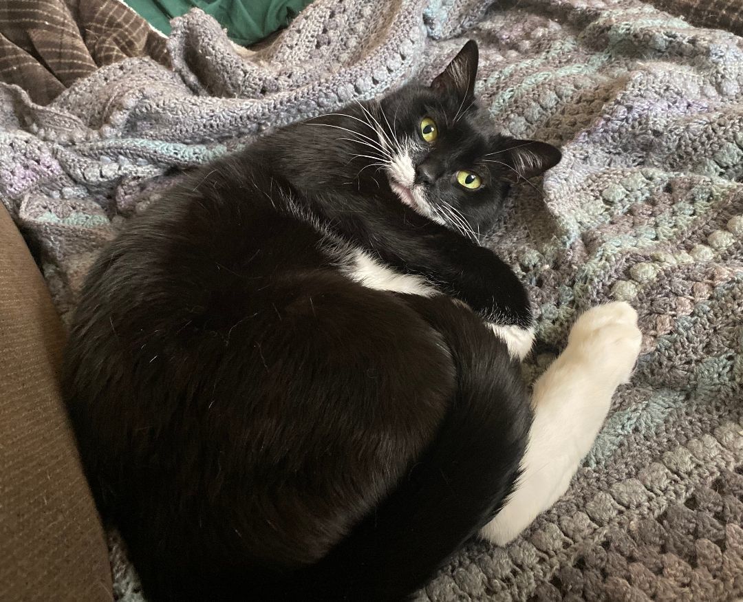 Saba, a Adoptable Domestic Short Hair in Philadelphia, PA image 2/3