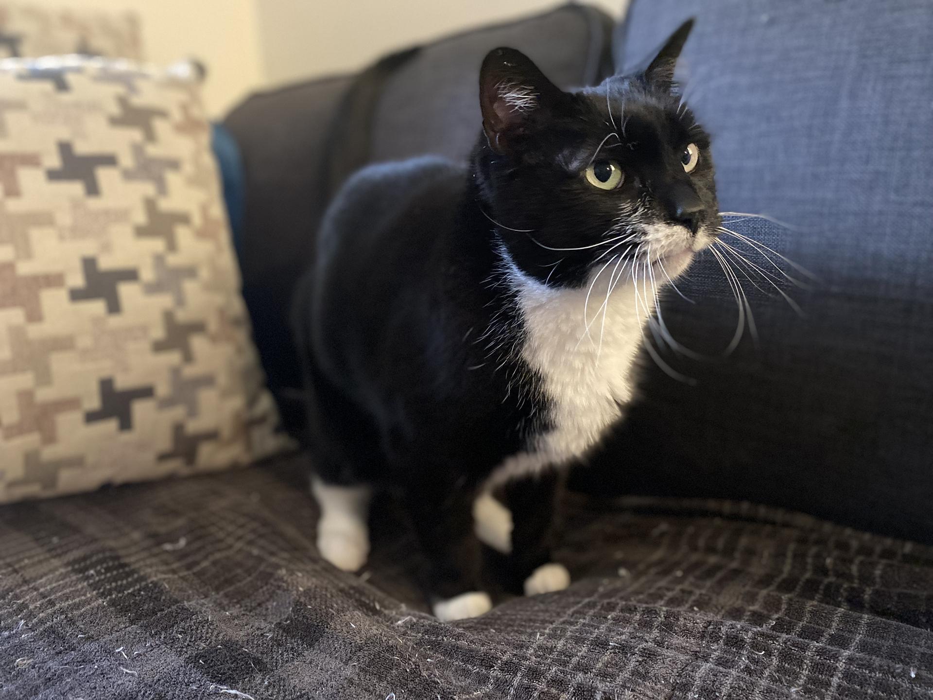 Saba, a Adoptable Domestic Short Hair in Philadelphia, PA image 5/6