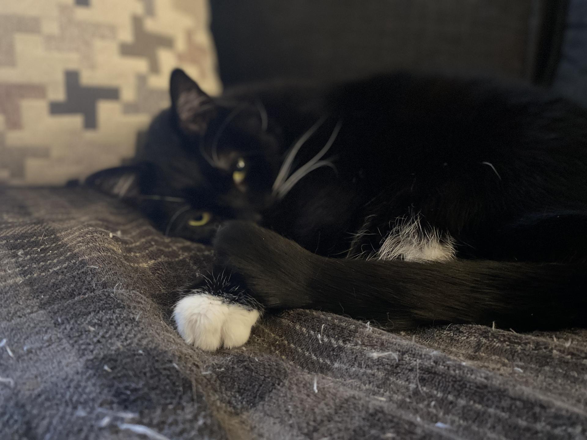 Saba, a Adoptable Domestic Short Hair in Philadelphia, PA image 6/6