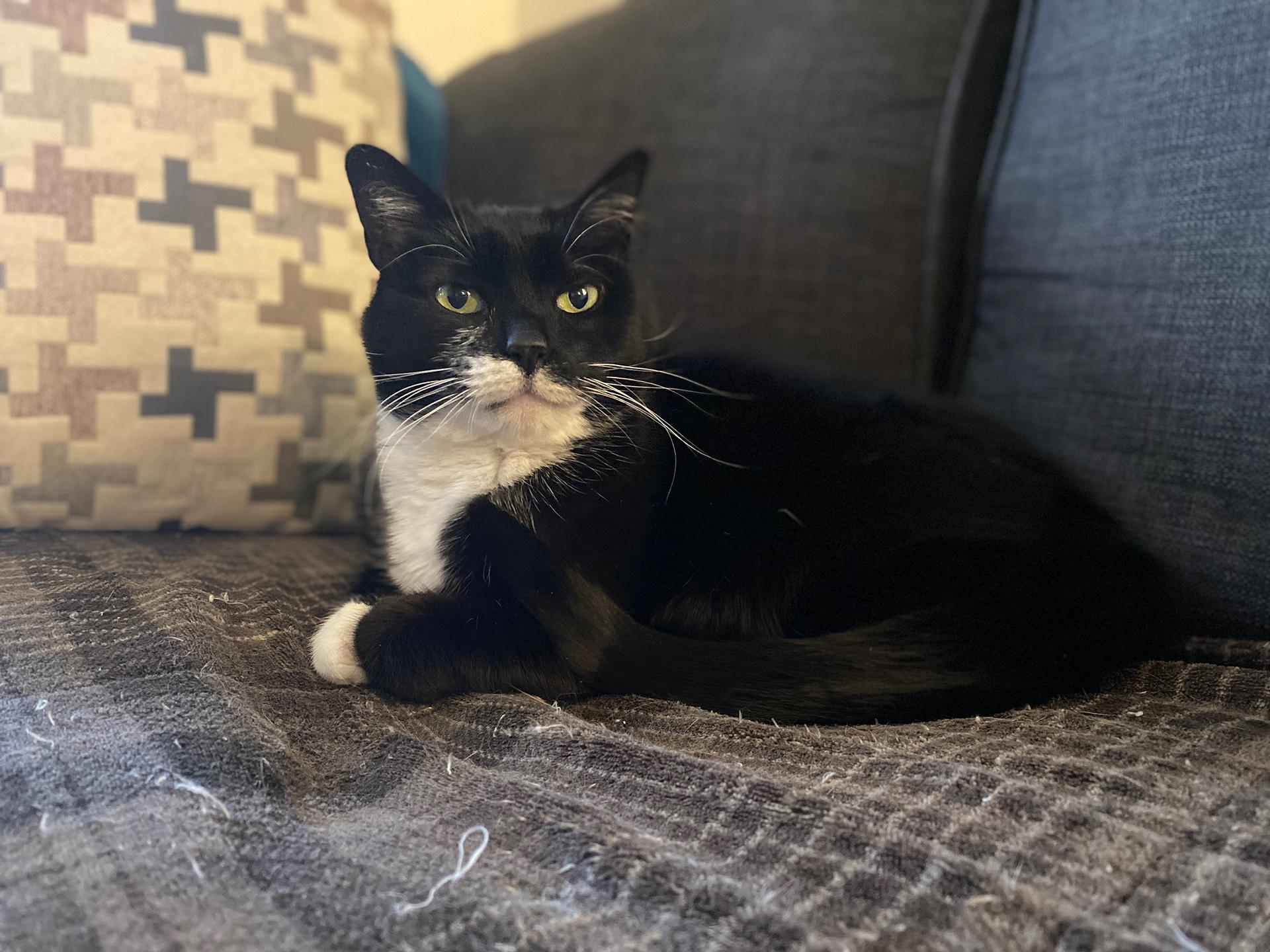 Saba, a Adoptable Domestic Short Hair in Philadelphia, PA image 1/6