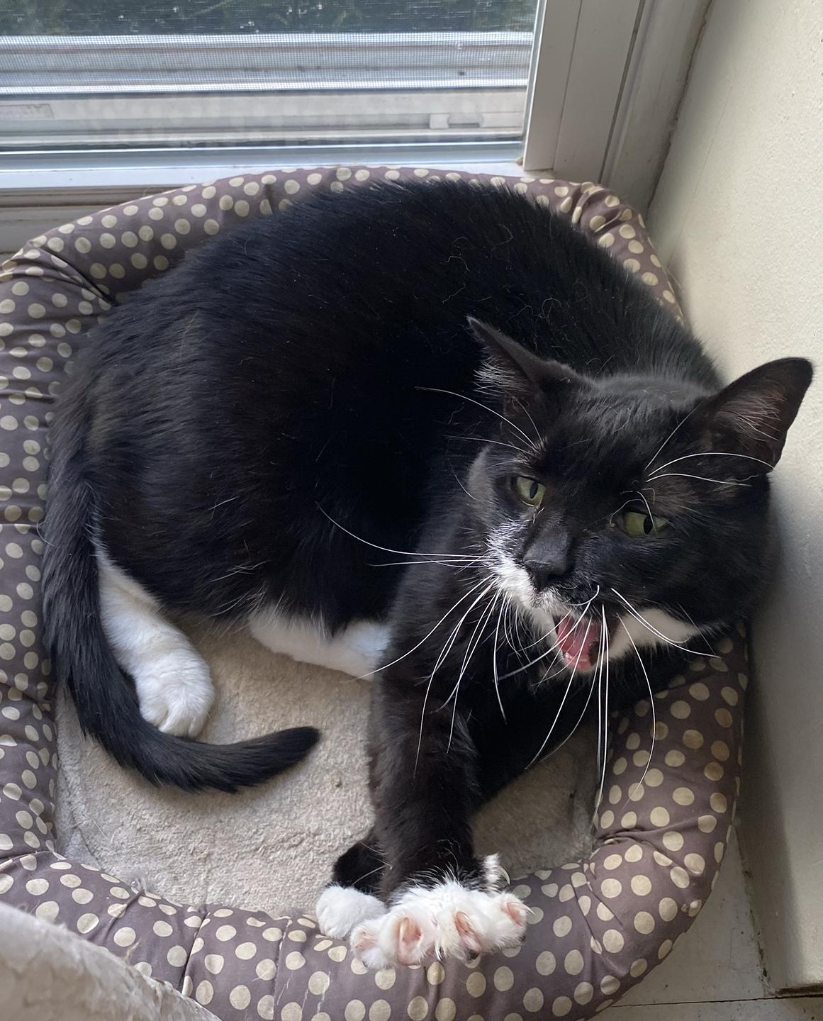 Enlarge Saba, a Adoptable Domestic Short Hair in Philadelphia, PA image 3/6