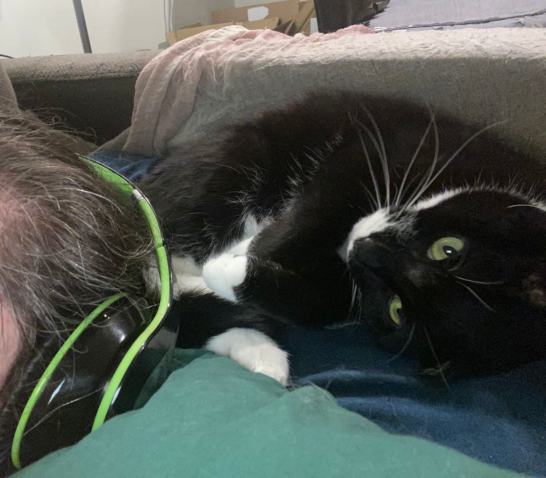 Saba, a Adoptable Domestic Short Hair in Philadelphia, PA image 3/3