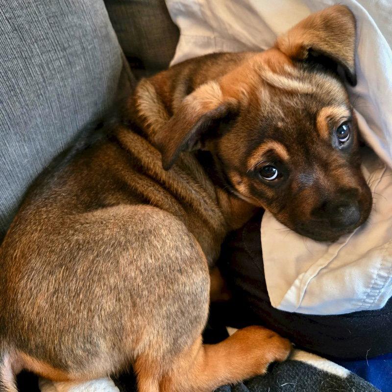 Spring, Adoptable, Puppy Female Shepherd.