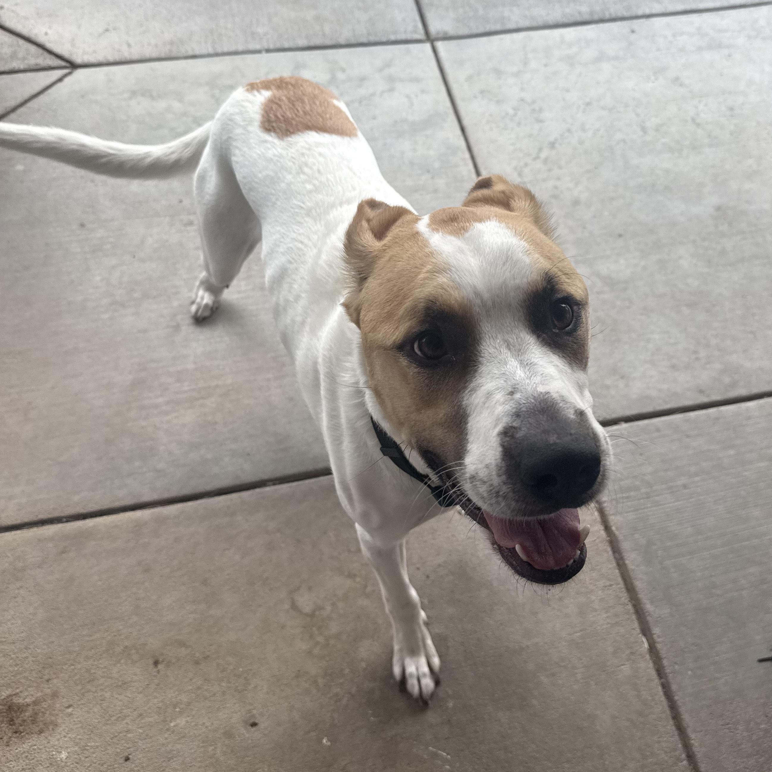 Enlarge Stray Neutered Male, an adopted mixed breed in Hays, KS image 1/5