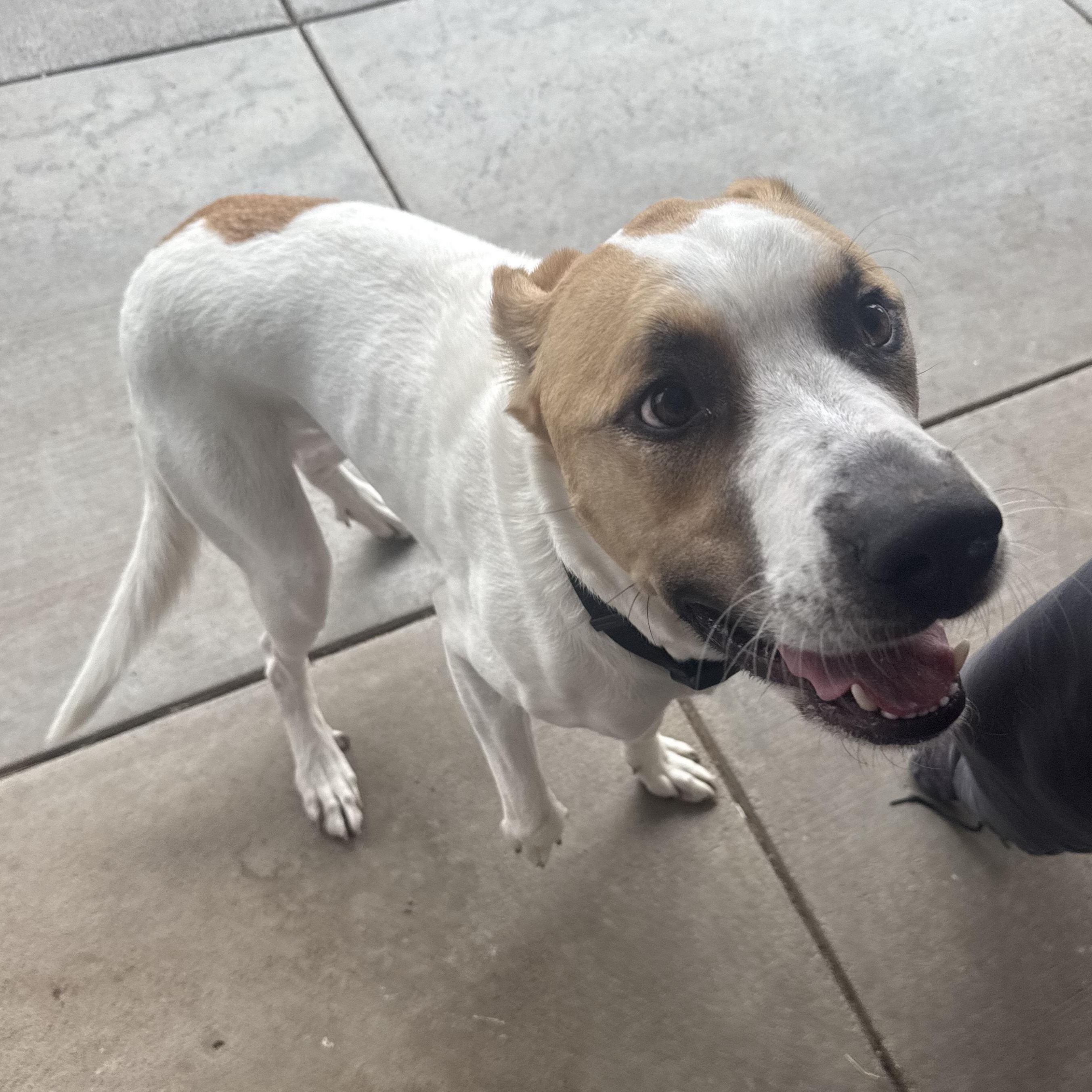 Enlarge Stray Neutered Male, an adopted mixed breed in Hays, KS image 2/5