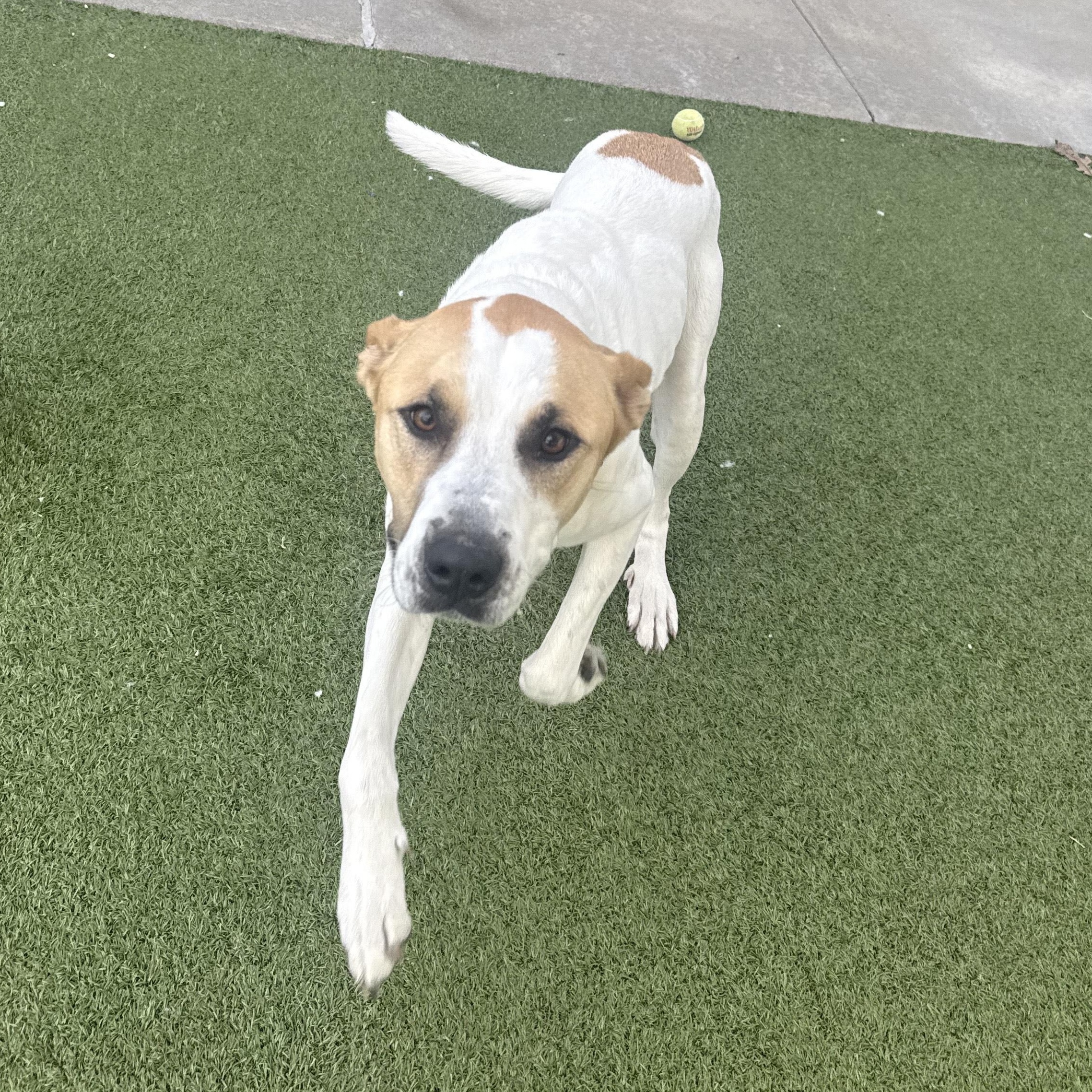 Enlarge Stray Neutered Male, an adopted mixed breed in Hays, KS image 3/5