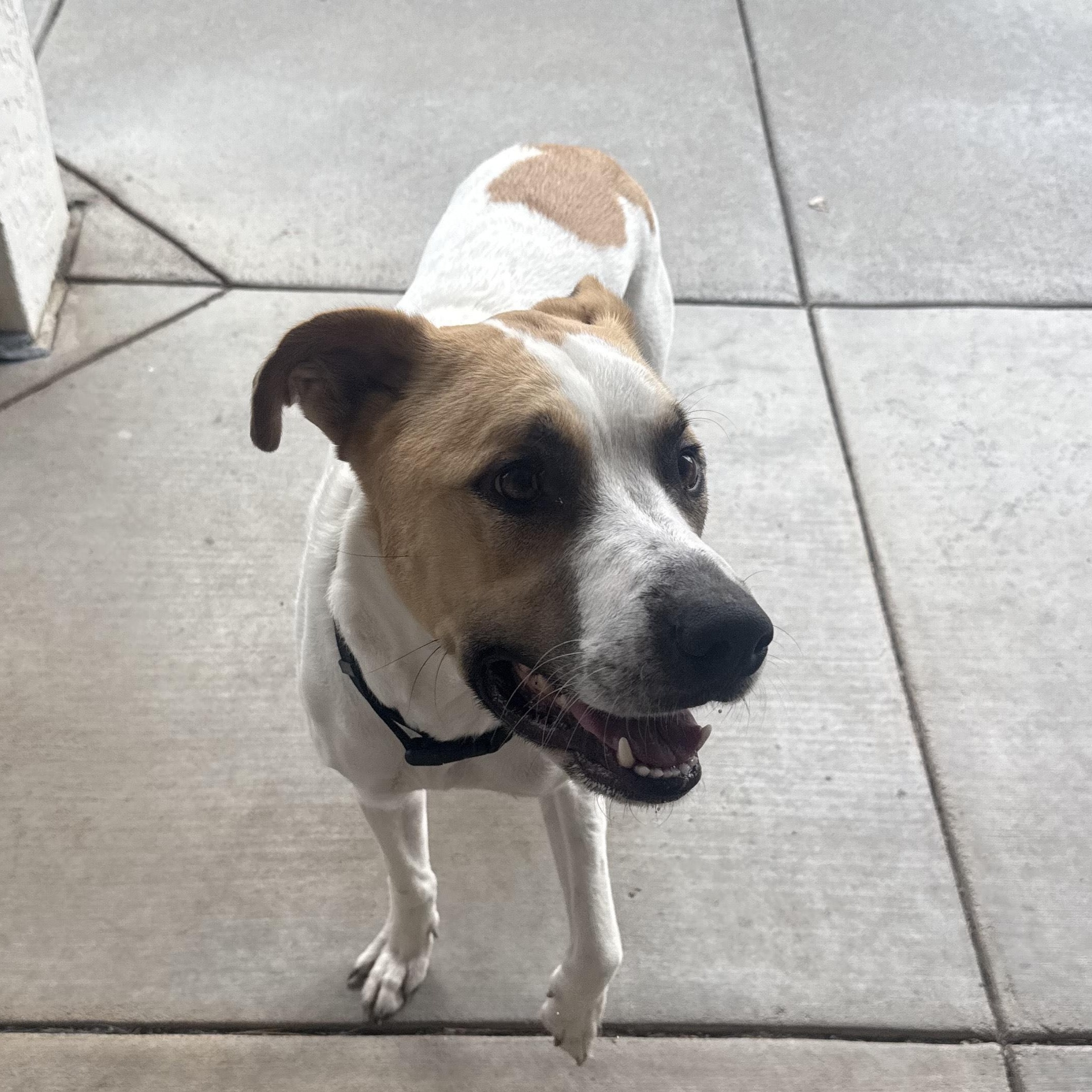 Enlarge Stray Neutered Male, an adopted mixed breed in Hays, KS image 4/5