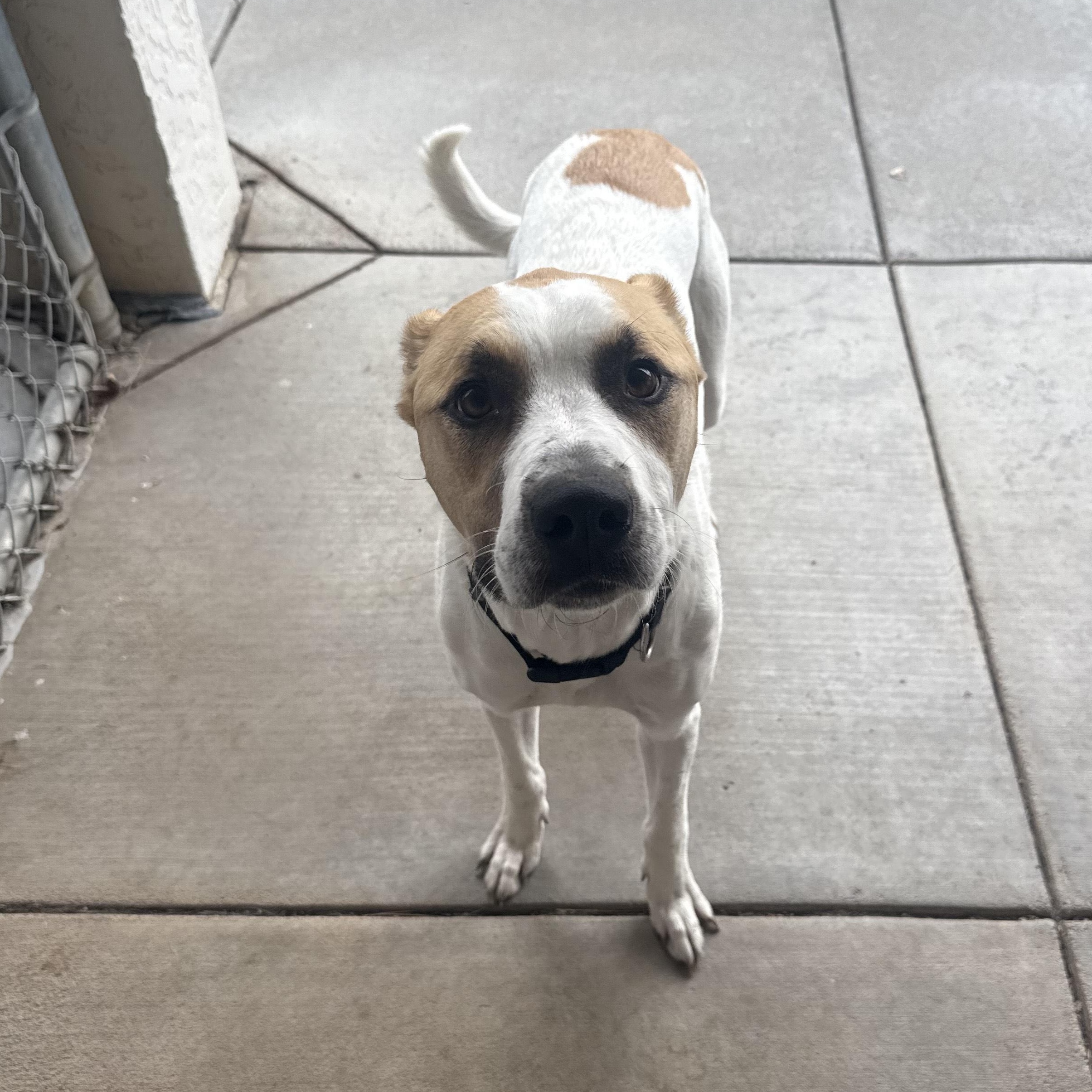 Enlarge Stray Neutered Male, an adopted mixed breed in Hays, KS image 5/5