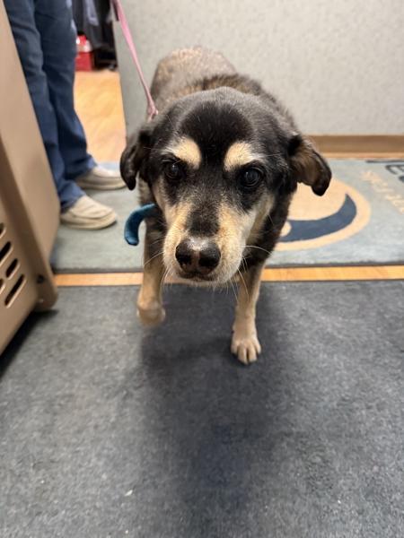 Nova, Adoptable, Senior Female Mixed Breed.