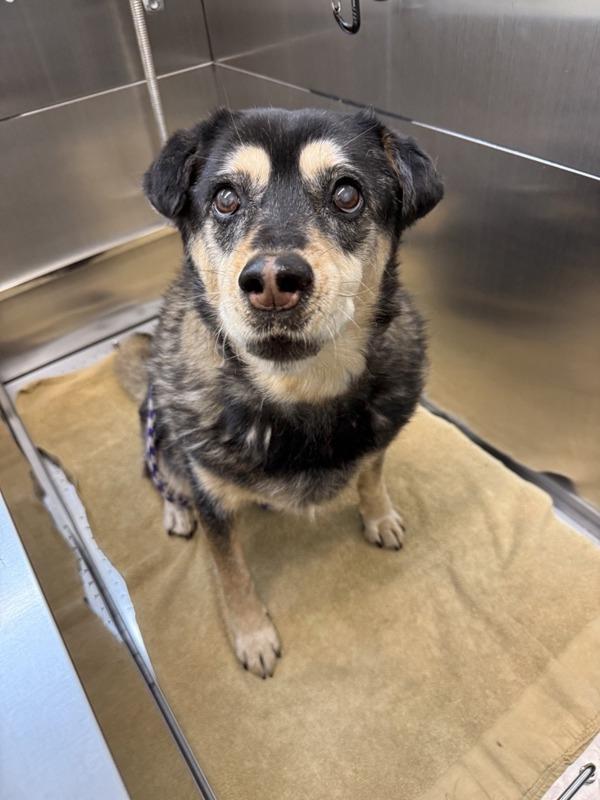 Enlarge Nova, a Adoptable mixed breed in Great Falls, MT image 2/6