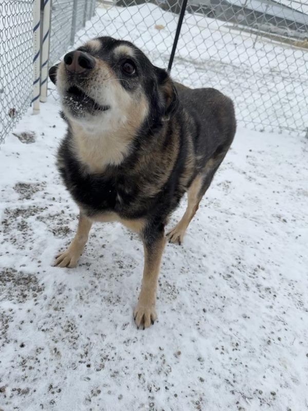 Enlarge Nova, a Adoptable mixed breed in Great Falls, MT image 3/6