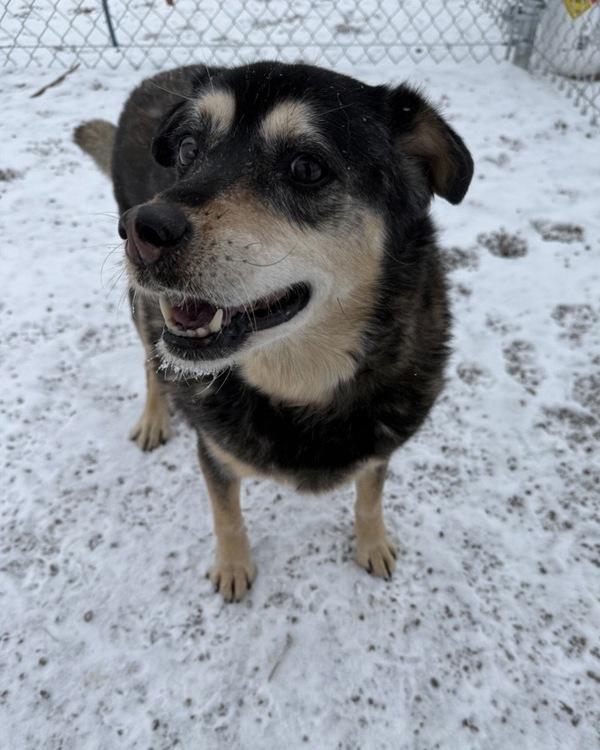 Enlarge Nova, a Adoptable mixed breed in Great Falls, MT image 4/6