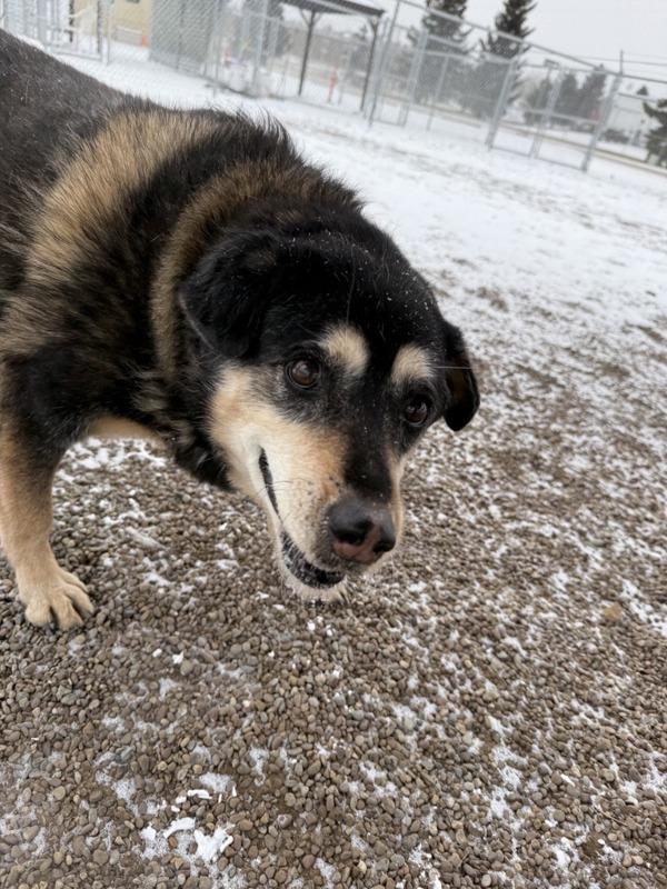 Enlarge Nova, a Adoptable mixed breed in Great Falls, MT image 5/6