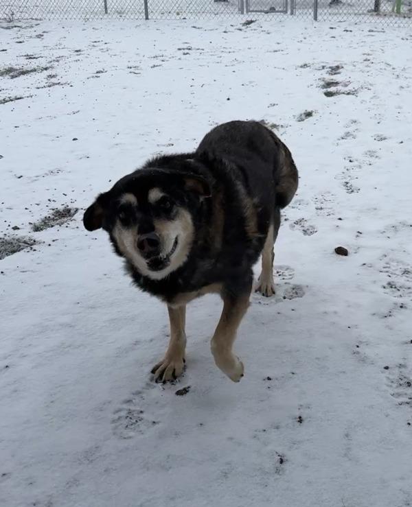 Enlarge Nova, a Adoptable mixed breed in Great Falls, MT image 6/6