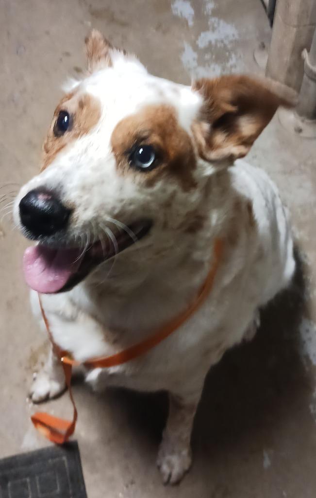 Duke, Adoptable, Adult Male Australian Shepherd.