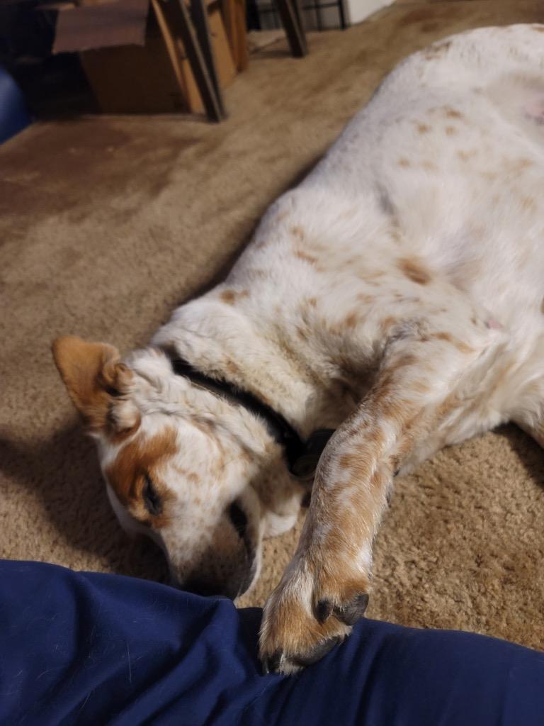 Duke, Adoptable, Adult Male Australian Shepherd.