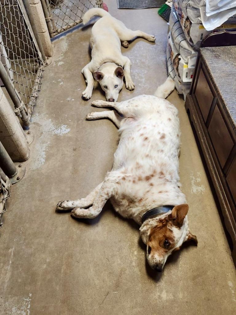 Enlarge Duke, a Adoptable Australian Shepherd in Saint James, MN image 3/6